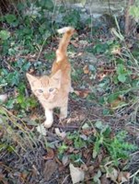   Chatons à adopter 