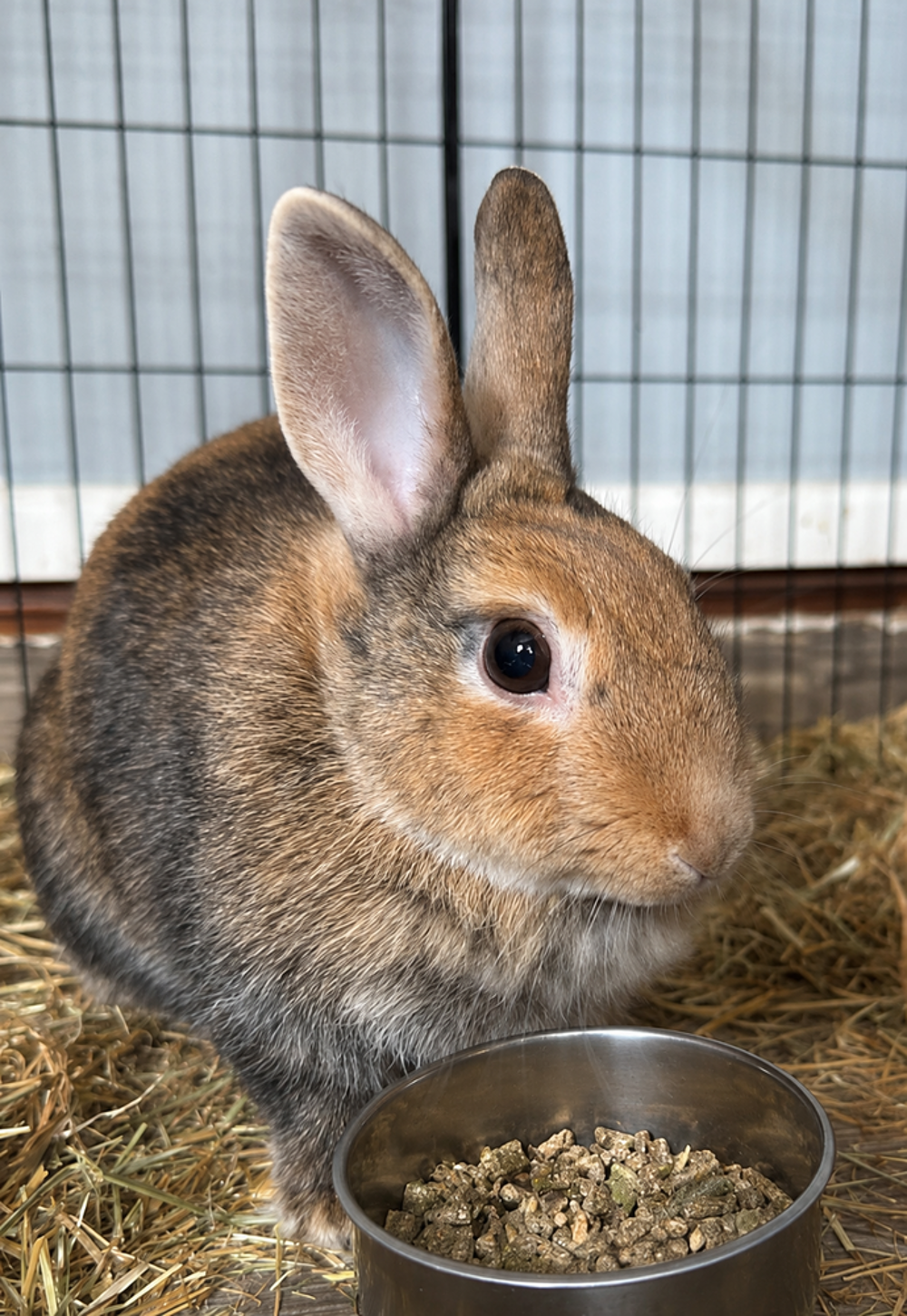   Lapin à donner  