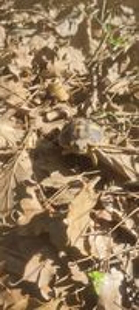   Bb tortues 