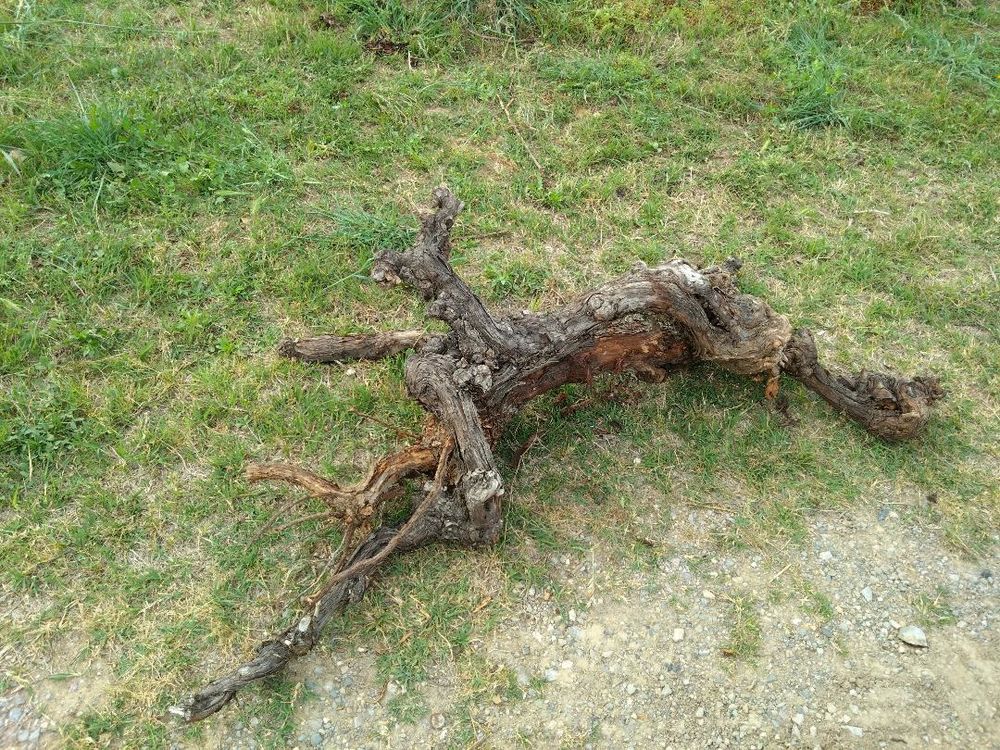 Souches de vigne Jardin