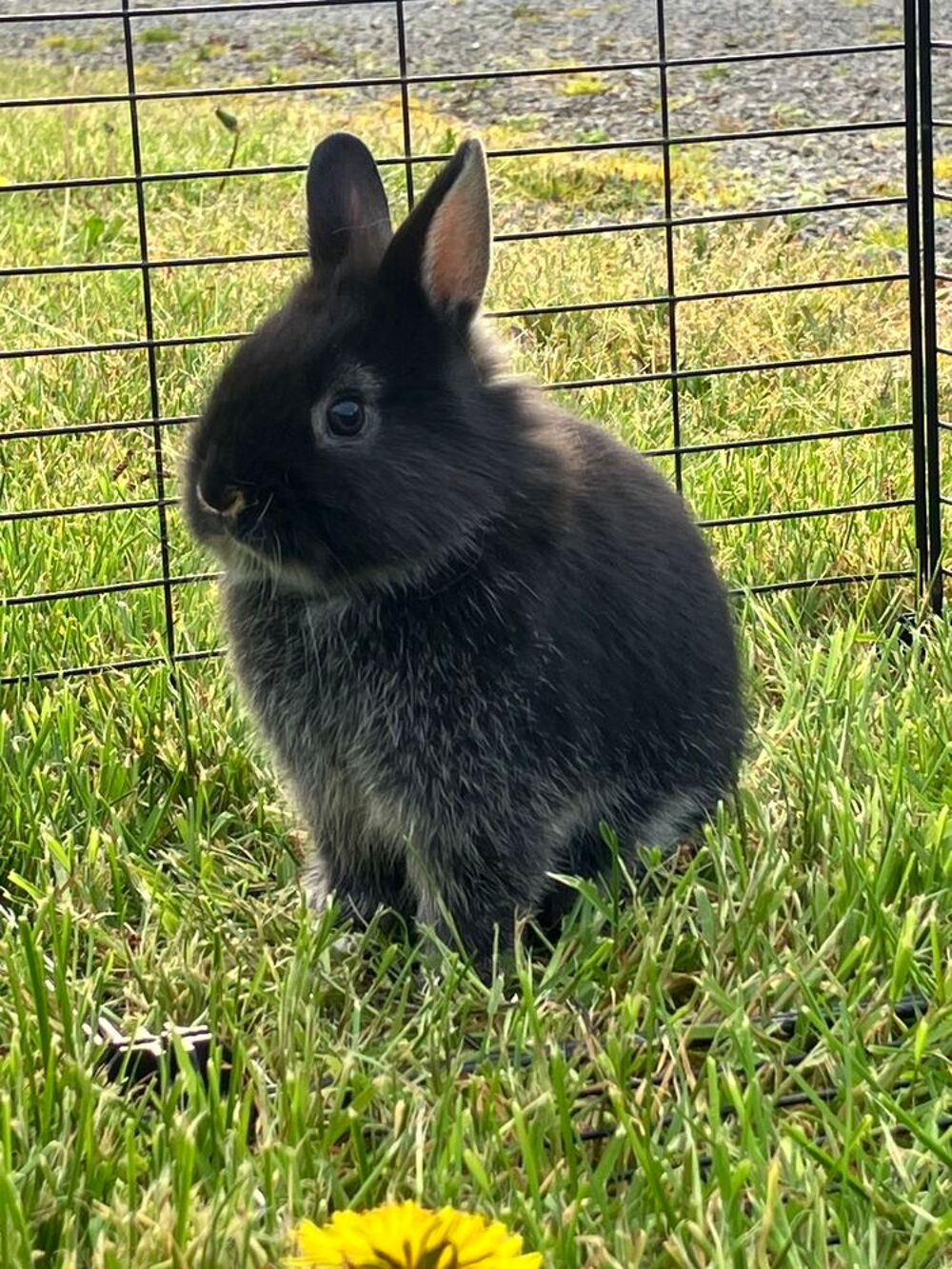   Lapin nain  