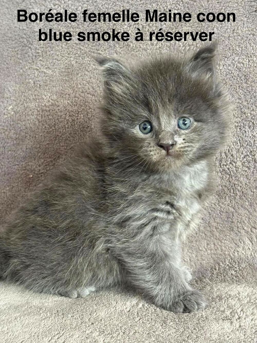   Chatons Maine coon mâle et femelle 