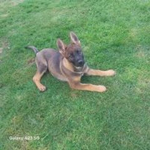   chiots berger allemand LOF, dos droit , ancien type . 