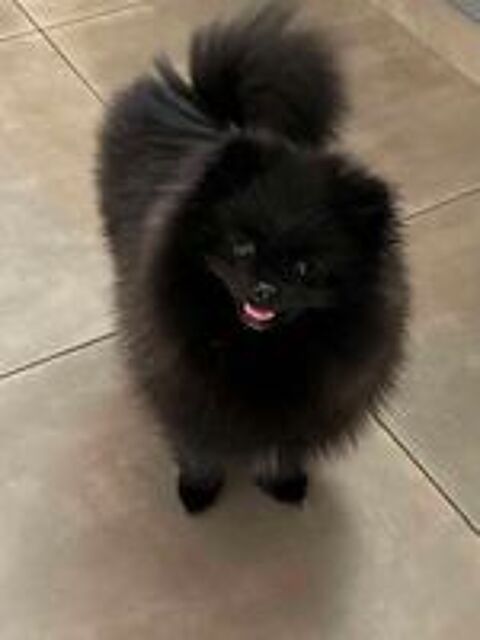   Sailie mâle spitz 