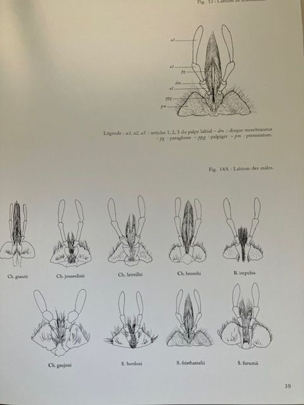 Les Chiasognathinae des Andes Livres et BD