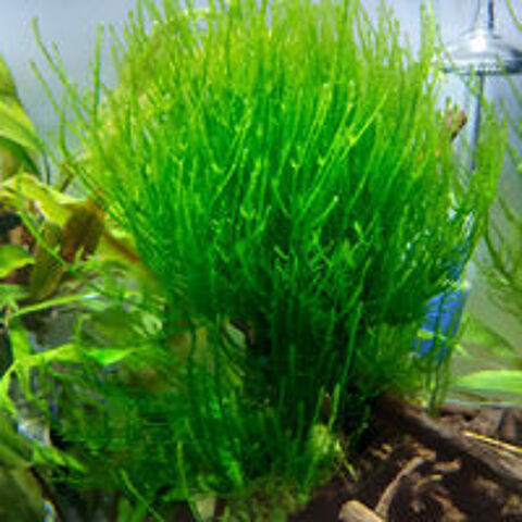   Plante / Mousse de Java pour aquarium 