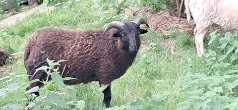 Moutons mâle Ouessant 1 noire 30 35610 Sains