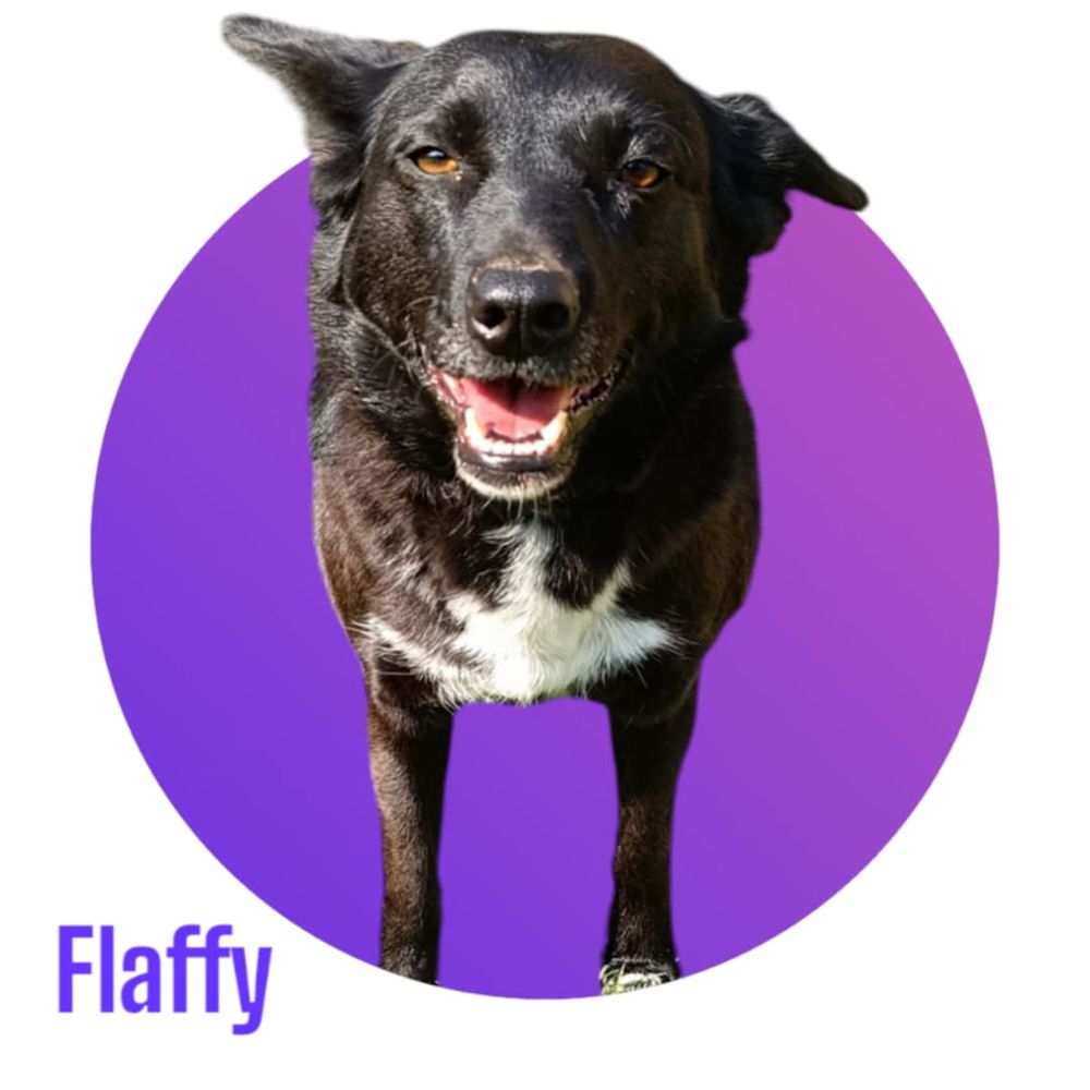   Notre adorable tripattes FLAFFY cherche sa famille pour la vie 