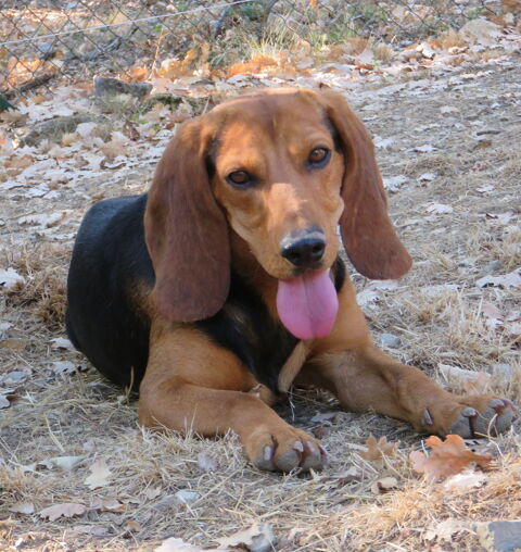 Gaby est à l'adoption! 0 34000 Montpellier