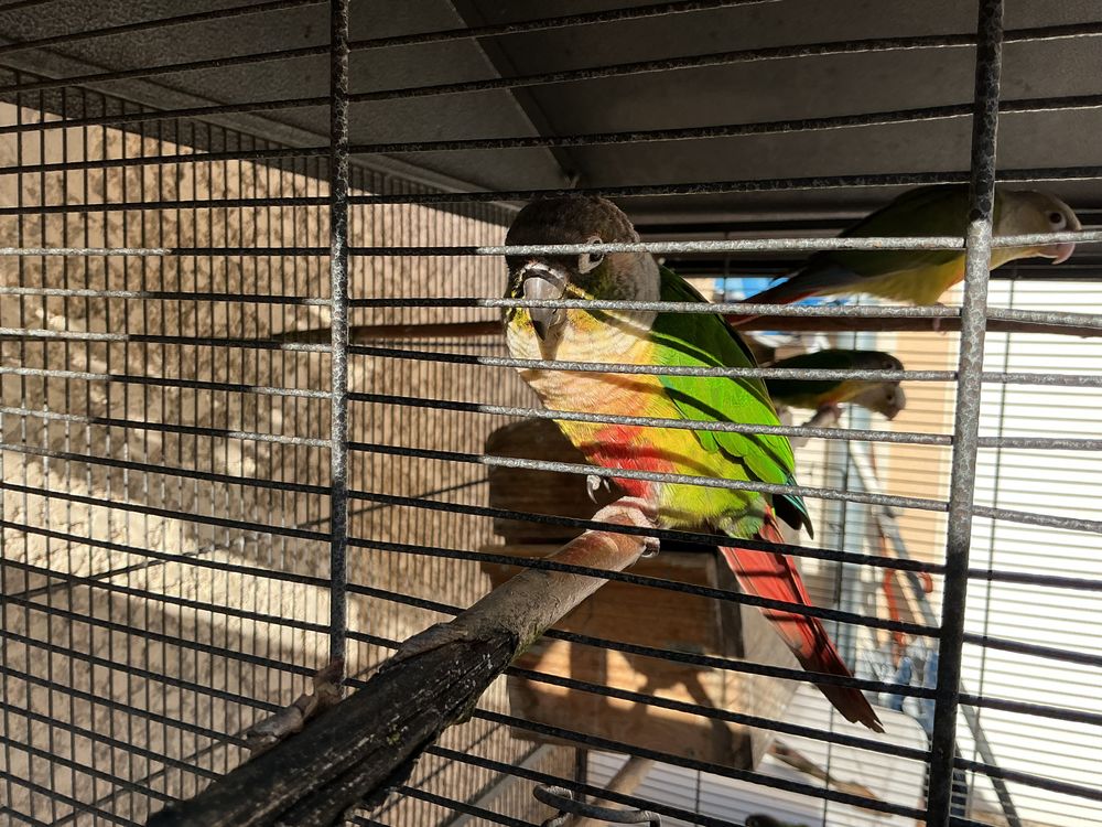   Conure Miliane  