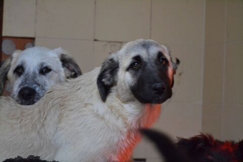 Erik et Erin , chiots mastins espagnols 3 mois et demi 220 24140 Douville