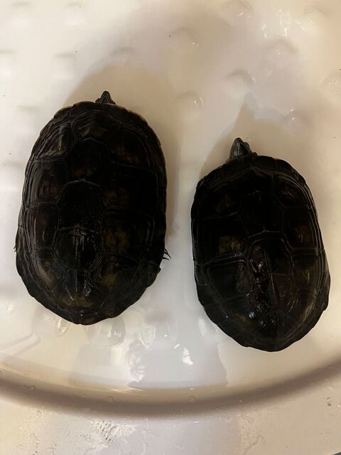 Duo Tortues aquatiques Mauremys Ocadia Sinensis (Chine) 40 57185 Clouange