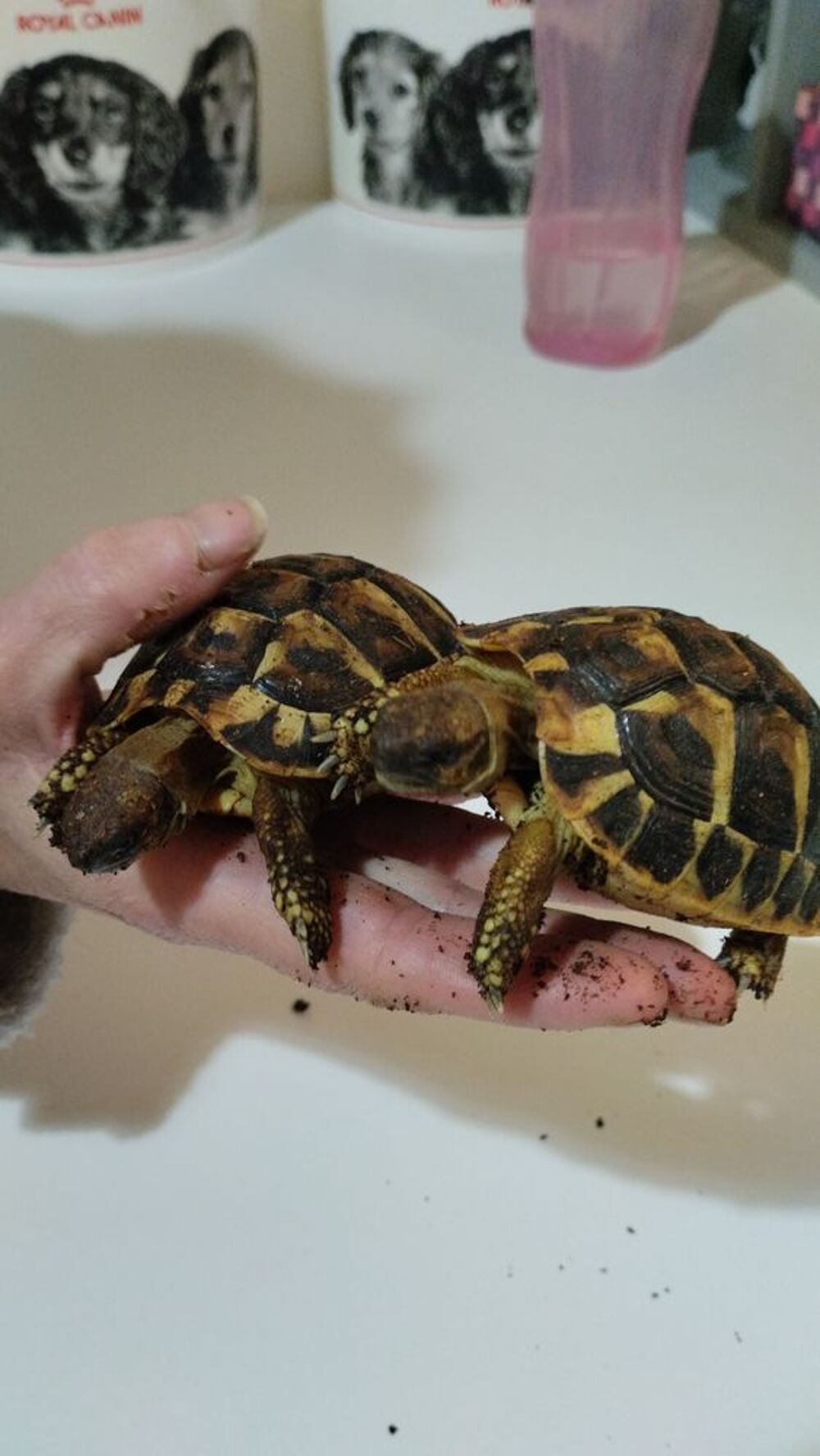   Bébé tortue herman  
