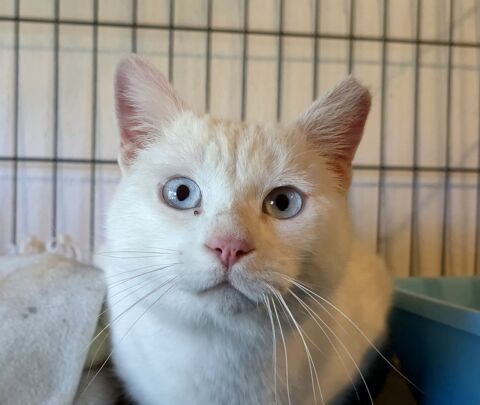 TOMASO 230 27620 Gasny