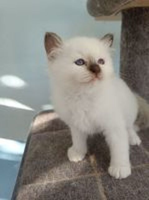   A réserver chaton mâle sacré de Birmanie LOOF  