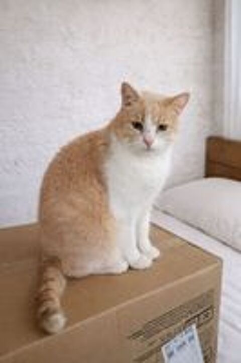   BIB CHAT ROUX ET BLANC 11 ANS 