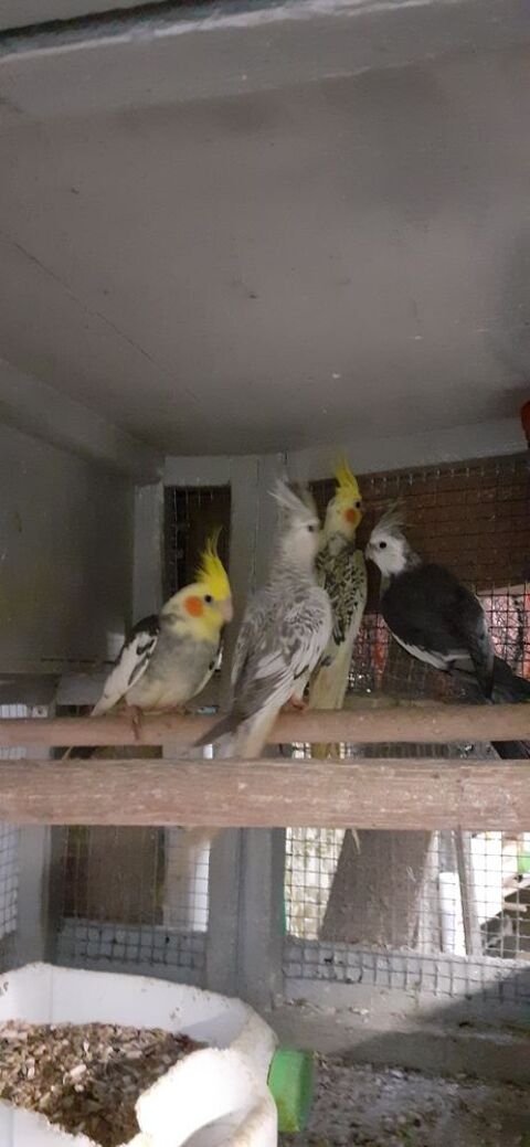 OISEAUX DE CAGES ET DE VOLI&Egrave;RES 30 22400 Lamballe