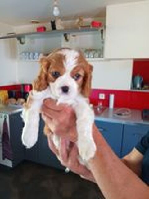   Chiots Cavaliers King Charles  