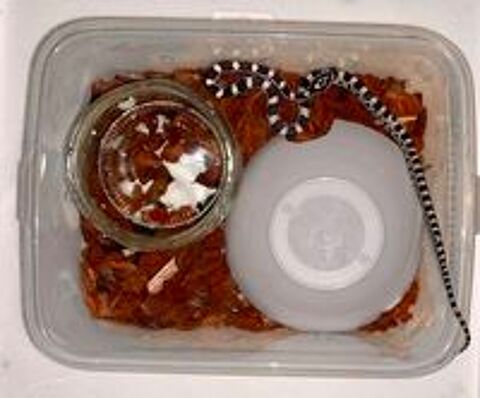   Jeune Pantherophis Guttatus Anery het scaleless  