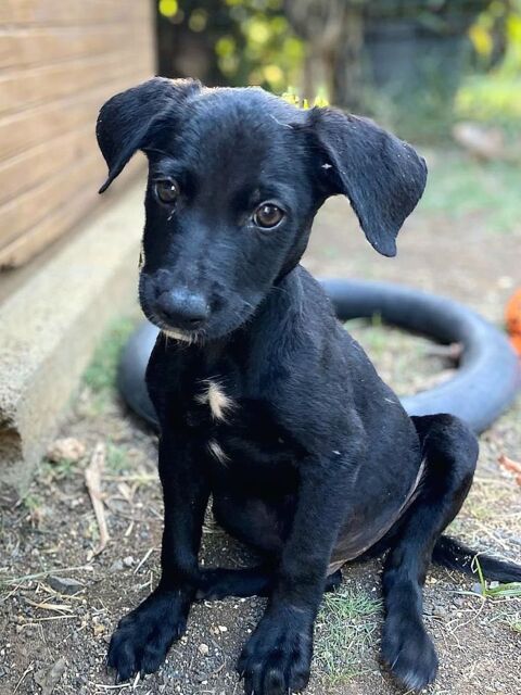 ✨️ MAKI ✨️ 🐶 290 91240 Saint-michel-sur-orge