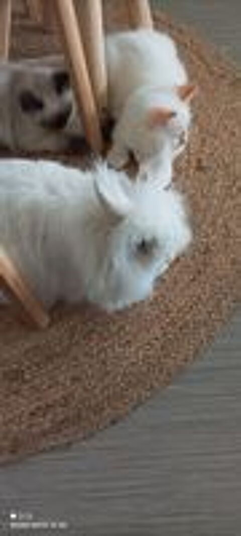  Bonjour.
Je donne mon lapin nain , il a 6 ans .
