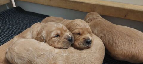 Chiots Golden Retriever LOF 1500 24700 Saint-martial-d'artenset