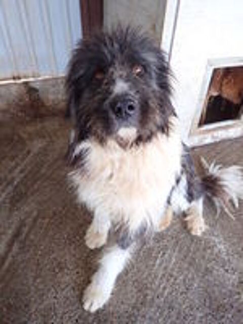   Tauriel à l'adoption 