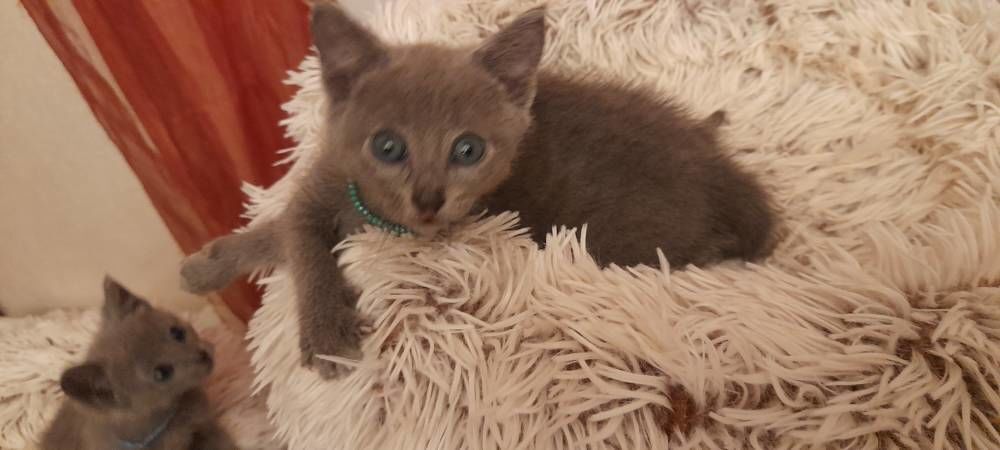   chatons bleu russe LOOF 