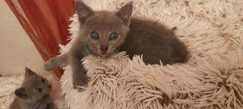chatons bleu russe LOOF 1400 31000 Toulouse