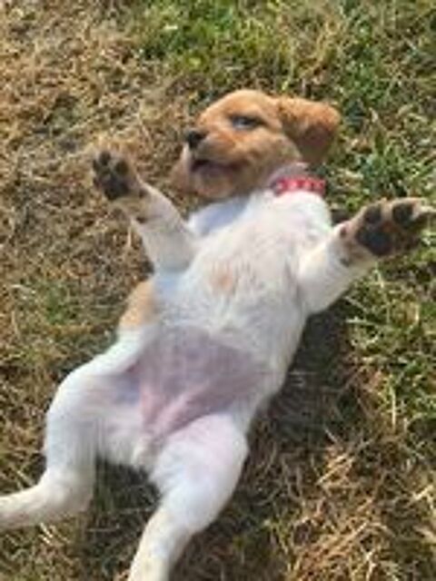   Chiots épagneuls breton  