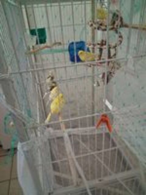   canari 
