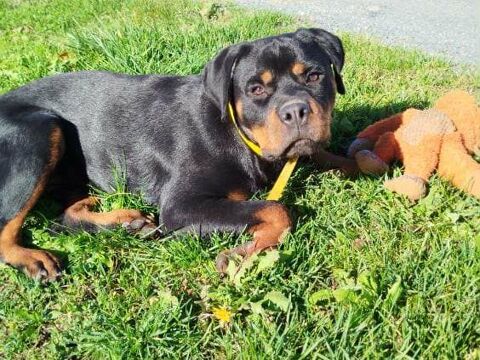 ALI femelle type rottweiler 1 an 250 17520 Neuillac