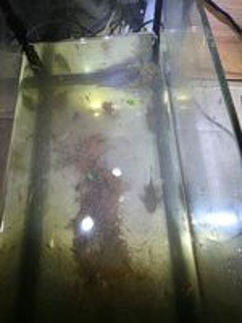   Crevettes aquarium  