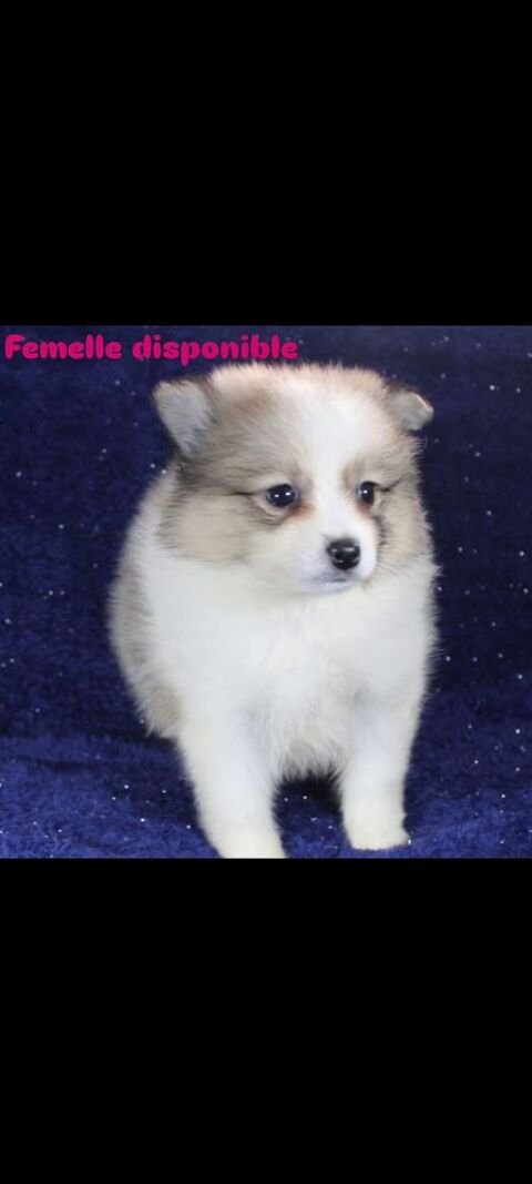 Magnifique chiot spitz petit 850 75005 Paris