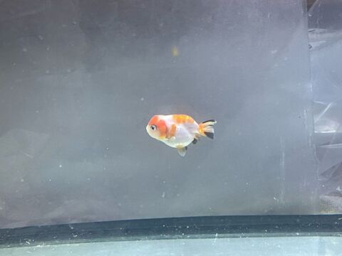poisson aquarium ranchu 20 94400 Vitry-sur-seine