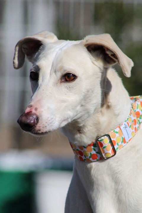 DUQUI💙 Grand galgo espagnol m&acirc;le, 27 kg de noblesse et de douceur 315 24140 Douville