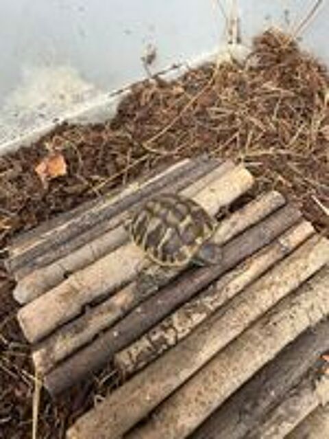   Tortues 2026 
