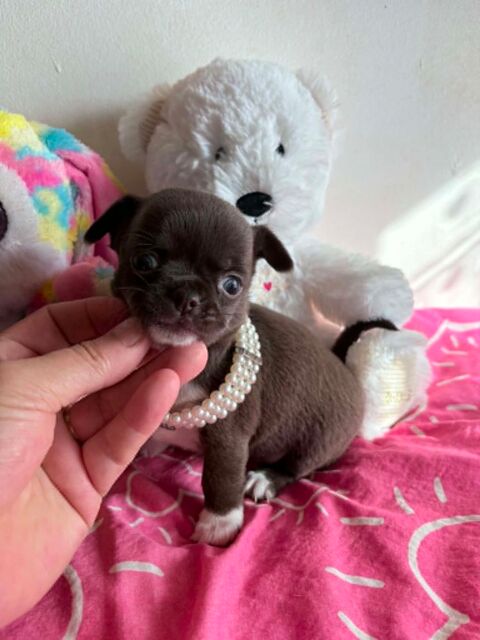 Chiots chihuahua poil long et poil court 850 60400 Noyon