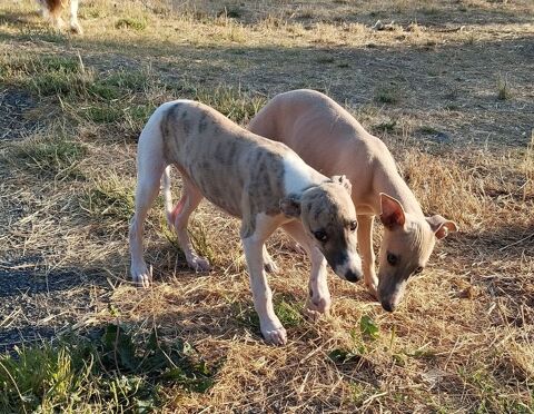  WHIPPETS  lof 900 56140 Tréal