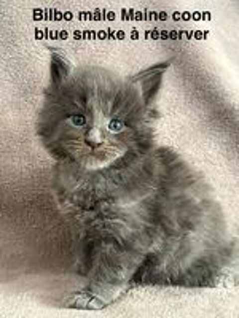   Chatons Maine coon mâle et femelle 