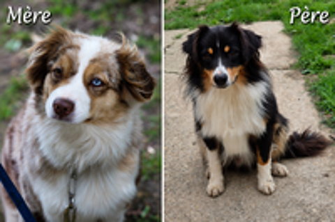   chiot type Berger Americain Miniature  