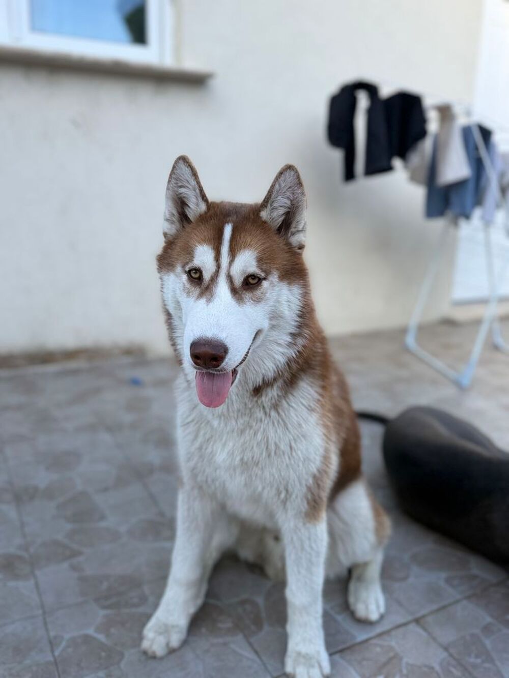   Husky mâle  