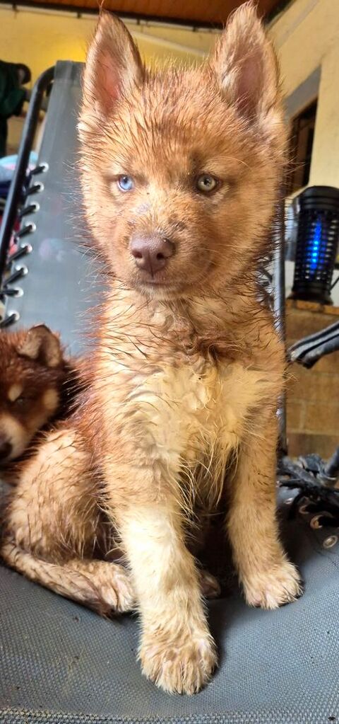 Chiot husky LOF 1100 91650 Breuillet