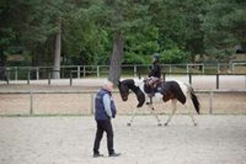   JOLIE JUMENT PP PLEINE 