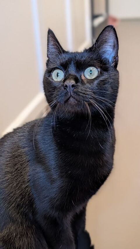 Ama jeune chatte noire en qu&ecirc;te d'un foyer 180 92100 Boulogne-billancourt