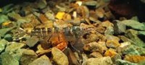   Caridina pareparensis parvidentata ou mini japonica, Malawa 
