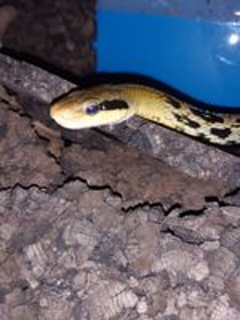   Serpents couleuvres asiatique Taeniura 