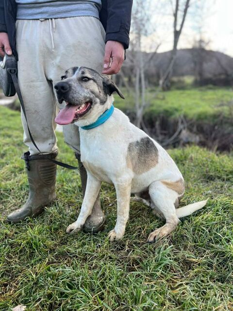 AXSEL crois&eacute; de 16 mois 280 59300 Aulnoy-lez-valenciennes