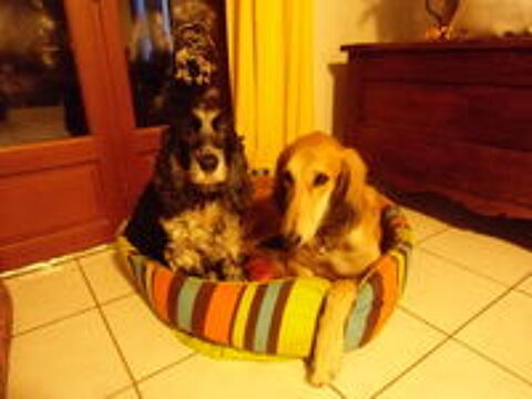   je garde votre chien  � mon domicile en normandie 