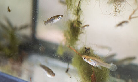 Vend Gambusie (poisson moustique) 3 31520 Ramonville-saint-agne
